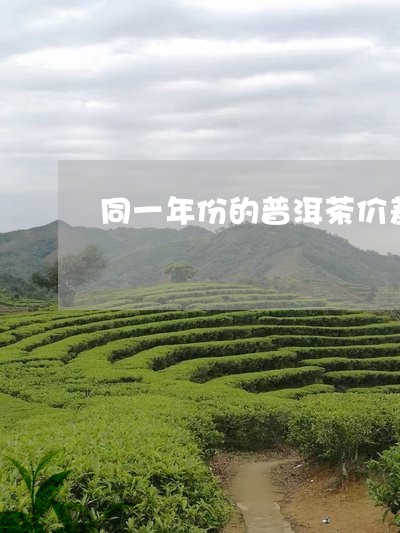 同一年份的普洱茶价差/2023092530512