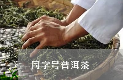 同字号普洱茶/2023042775636