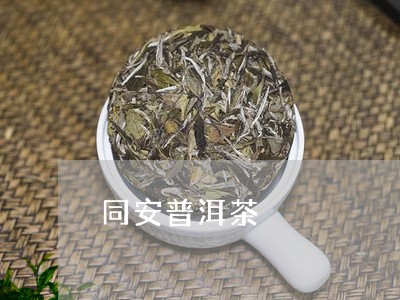 同安普洱茶/2023090592496