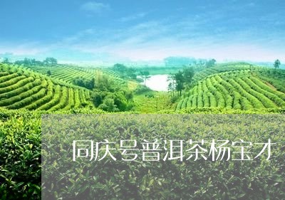 同庆号普洱茶杨宝才/2023071002815