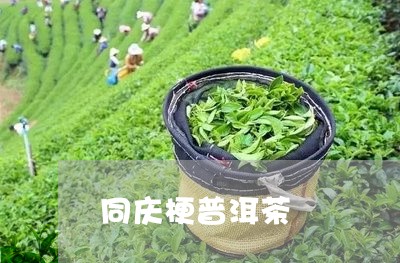 同庆梗普洱茶/2023042764000