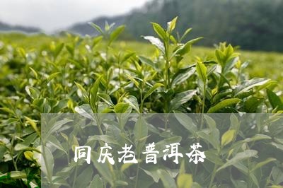 同庆老普洱茶/2023042871218