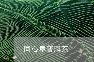 同心阜普洱茶/2023042967665