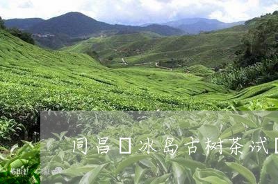 同昌號冰岛古树茶试暍/2023061213826