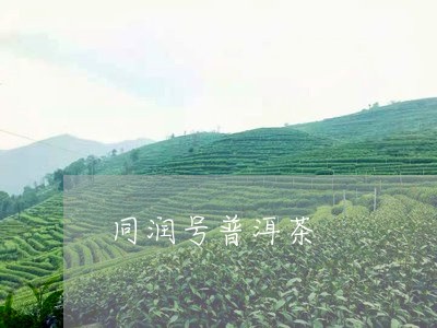 同润号普洱茶/2023042567314