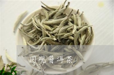 同观普洱茶/2023090684048