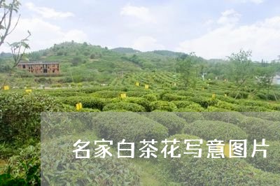 名家白茶花写意图片/2023071605937