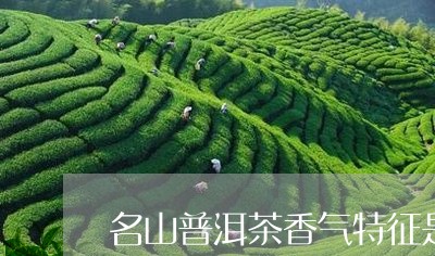 名山普洱茶香气特征是啥/2023082935837