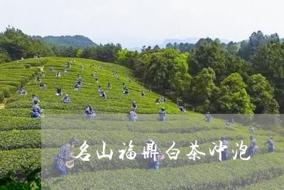 名山福鼎白茶冲泡/2023061341736