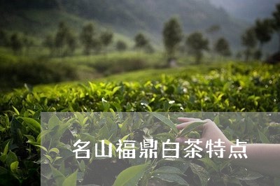 名山福鼎白茶特点/2023061384946