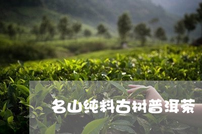 名山纯料古树普洱茶/2023120473727