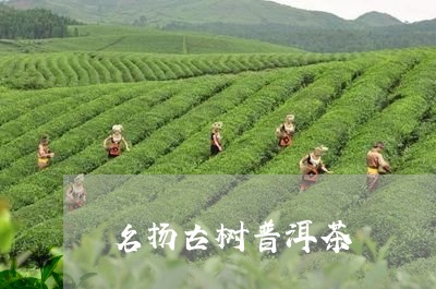 名扬古树普洱茶/2023112678484