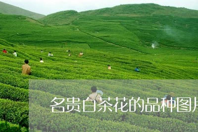 名贵白茶花的品种图片/2023123126060