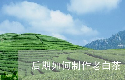 后期如何制作老白茶/2023121871494