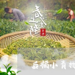 后福小青柑普洱茶/2023101649692