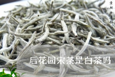 后花园宋茶是白茶吗/2023081381935