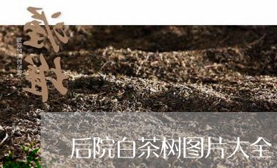 后院白茶树图片大全/2023121805259