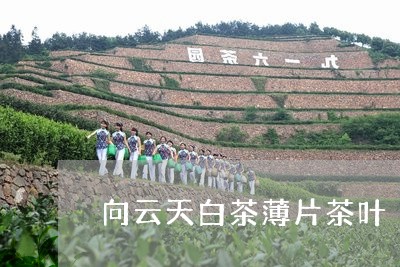 向云天白茶薄片茶叶/2023121892935