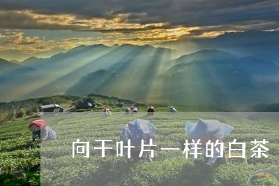 向干叶片一样的白茶/2023071648483