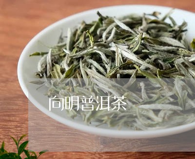 向明普洱茶/2023090542615