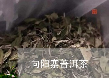 向阳寨普洱茶/2023042643379