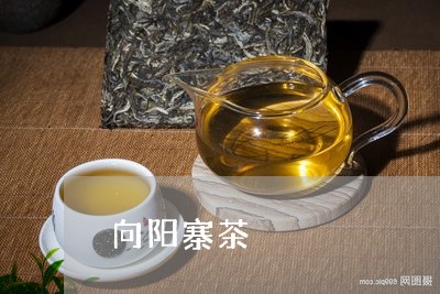 向阳寨茶/2023090151693