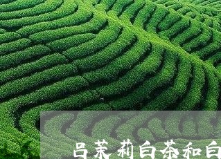 吕茉莉白茶和白茶茉莉/2023123197140