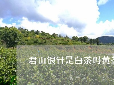 君山银针是白茶吗黄茶/2023123123747