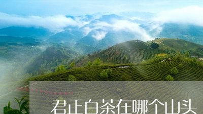 君正白茶在哪个山头/2023071607380