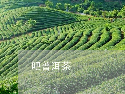 吧普洱茶/2023110875737