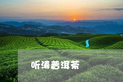 听涛普洱茶/2023090655261