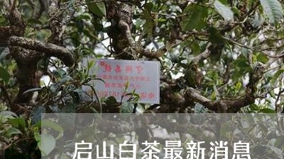 启山白茶最新消息/2023061391603