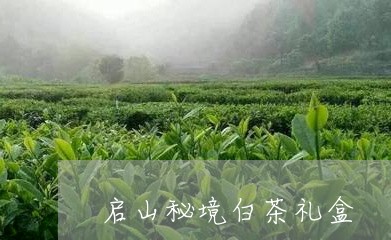 启山秘境白茶礼盒/2023061316472