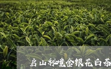 启山秘境金银花白茶/2023071664050