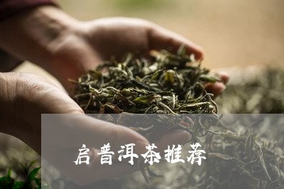 启普洱茶推荐/2023091218460