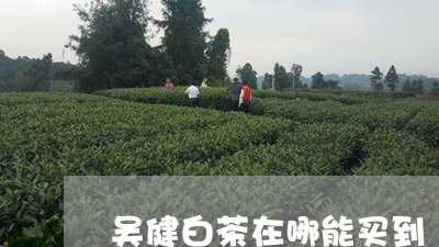 吴健白茶在哪能买到/2023121867281