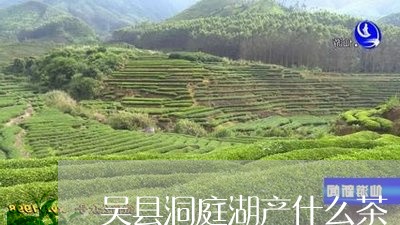 吴县洞庭湖产什么茶/2023042153825