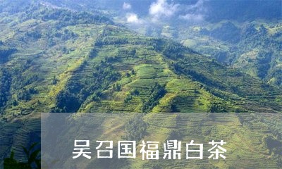 吴召国福鼎白茶/2023111572594