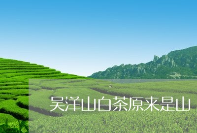 吴洋山白茶原来是山/2023071671736