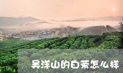 吴洋山的白茶怎么样/2023071666937