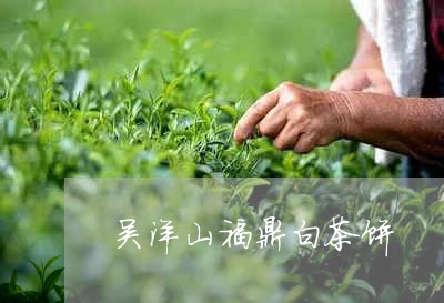 吴洋山福鼎白茶饼/2023112563924