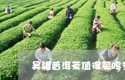 吴疆普洱茶值得买吗多少钱/2023112447189