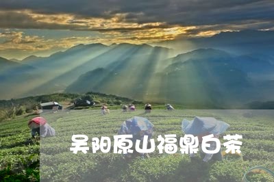 吴阳原山福鼎白茶/2023061301615