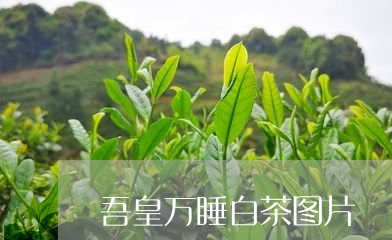 吾皇万睡白茶图片/2023061345162