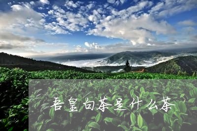 吾皇白茶是什么茶/2023061395261