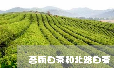 吾雨白茶和北路白茶/2023071675958