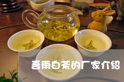 吾雨白茶的厂家介绍/2023071644847