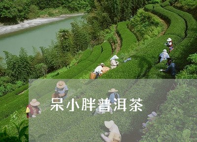 呆小胖普洱茶/2023042806813