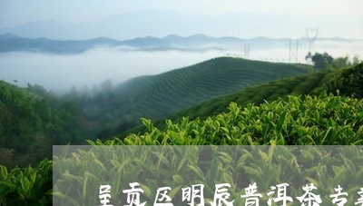 呈贡区明辰普洱茶专卖店/2023120745147