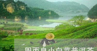 周丙良小白菜普洱茶/2023092831605